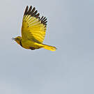 Pipit doré