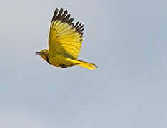 Golden Pipit