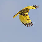 Pipit doré