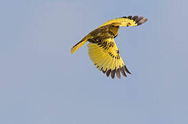 Golden Pipit