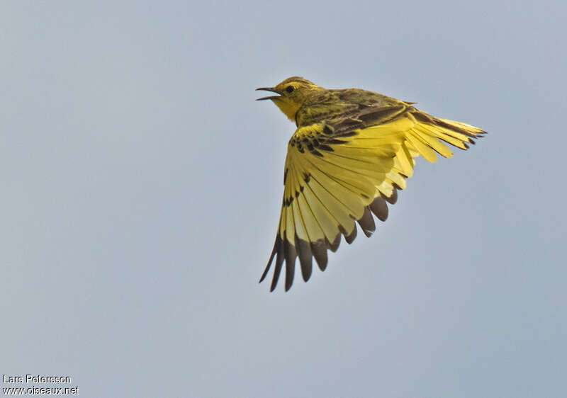 Golden Pipit male adult, Flight, song