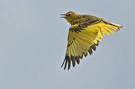 Golden Pipit