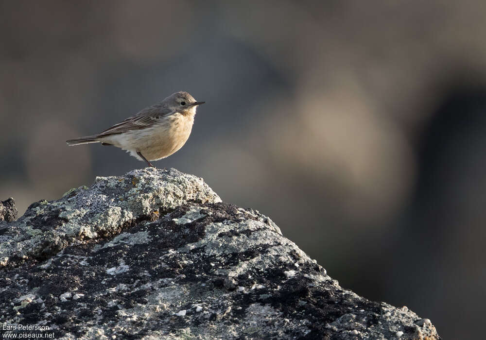 American Pipitadult, identification