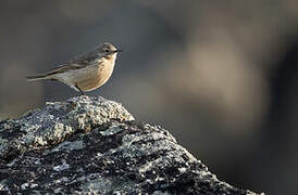 Buff-bellied Pipit