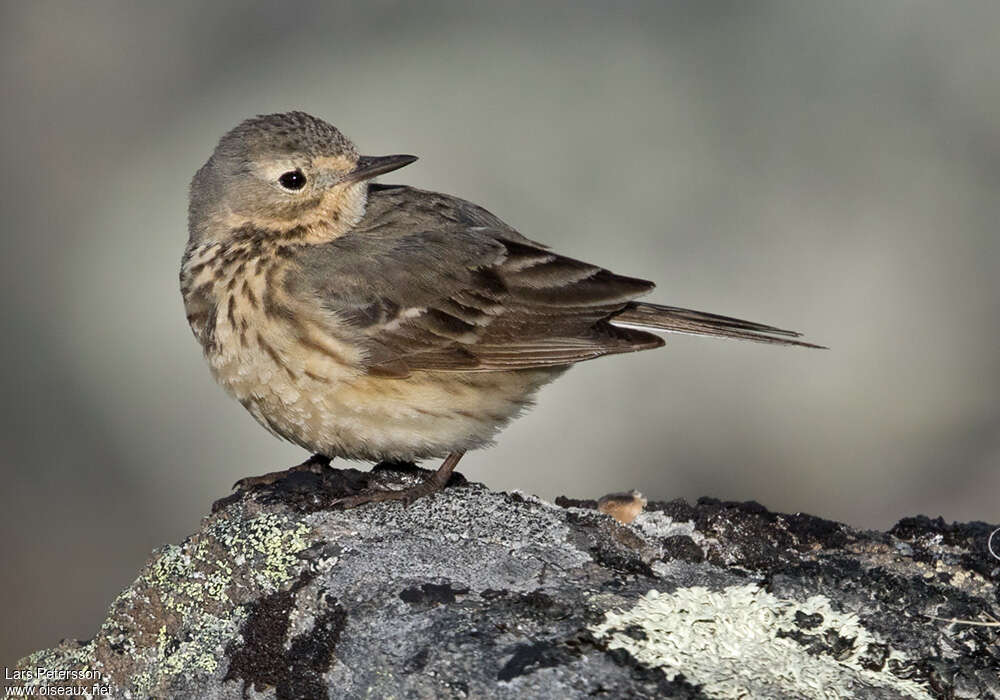 American Pipitadult, identification