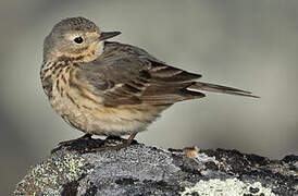American Pipit