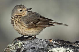 Buff-bellied Pipit