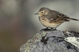 Buff-bellied Pipit