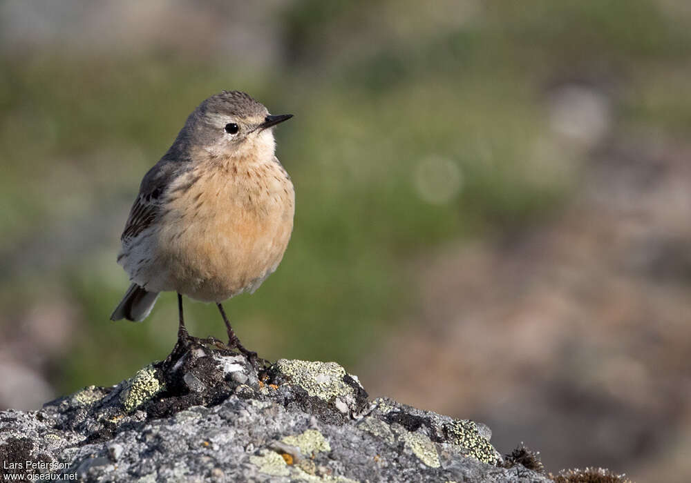 Pipit farlousaneadulte, portrait