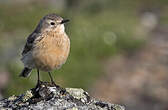 Pipit farlousane