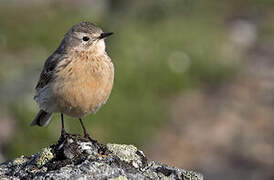 Buff-bellied Pipit