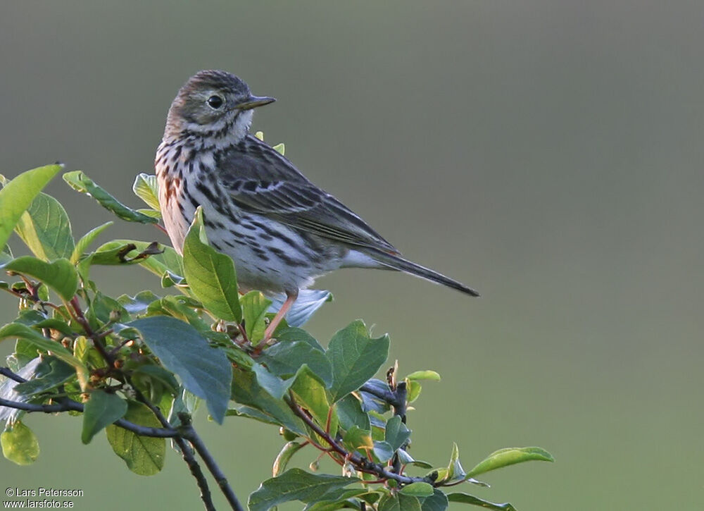 Meadow Pipit