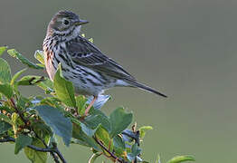 Meadow Pipit