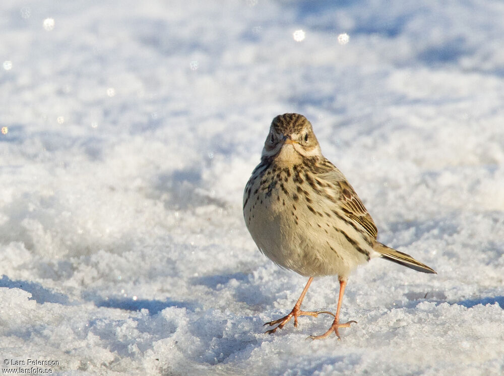 Meadow Pipit