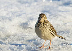 Meadow Pipit