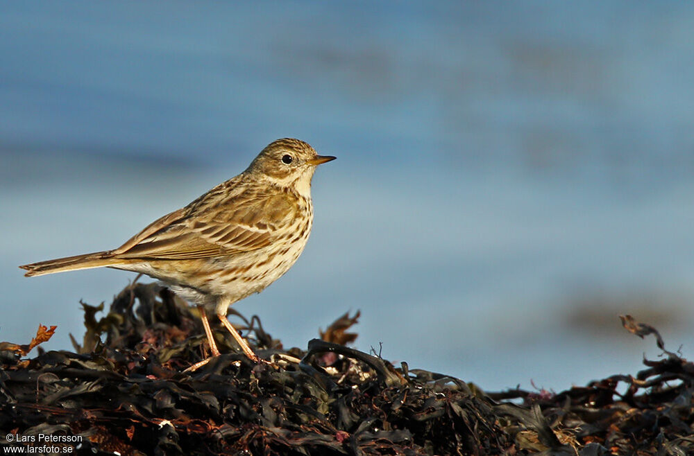 Meadow Pipit