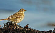 Pipit farlouse