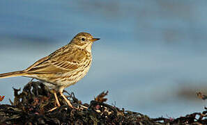 Meadow Pipit