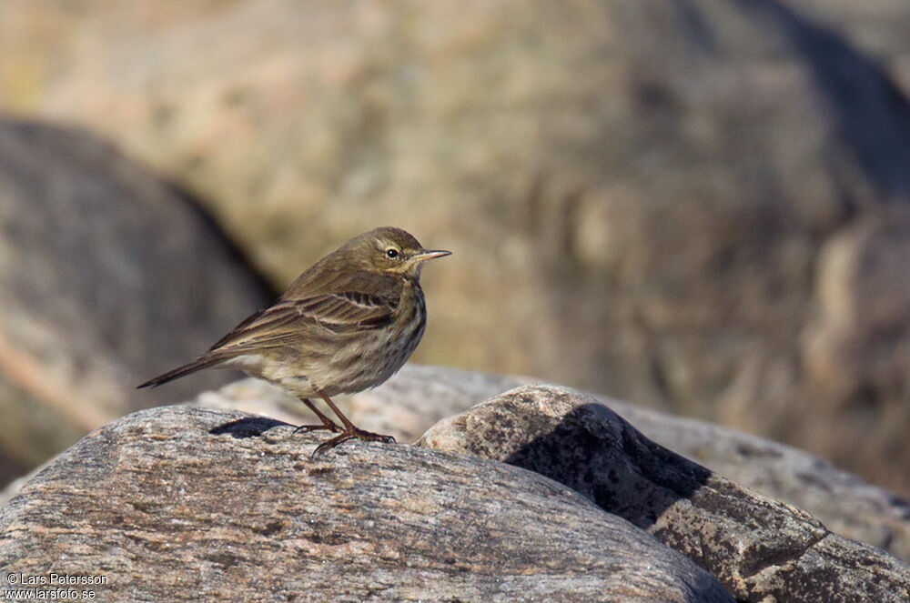 Eurasian Rock Pipit