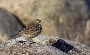 European Rock Pipit