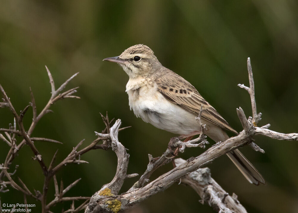 Pipit rousseline