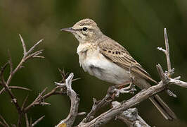 Tawny Pipit