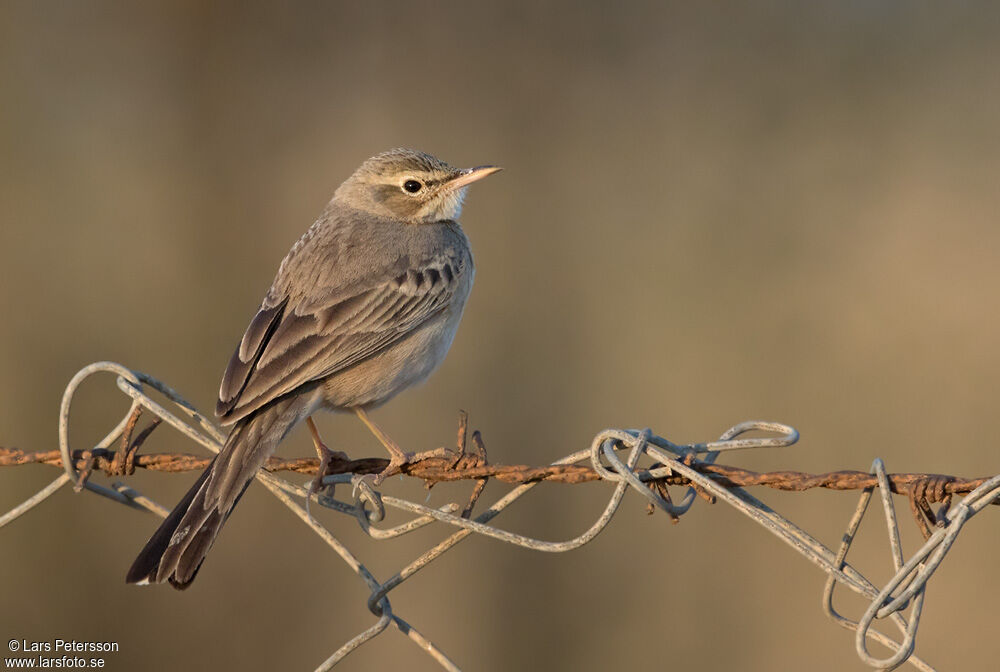 Pipit rousseline