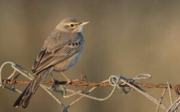 Pipit rousseline