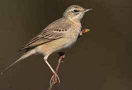 Pipit rousseline