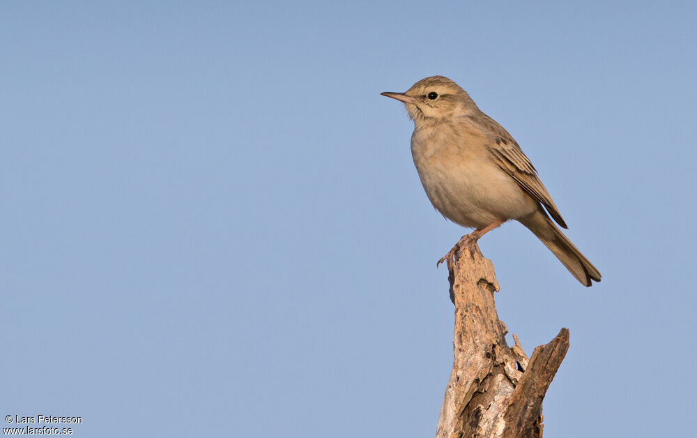 Pipit rousseline