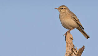 Tawny Pipit