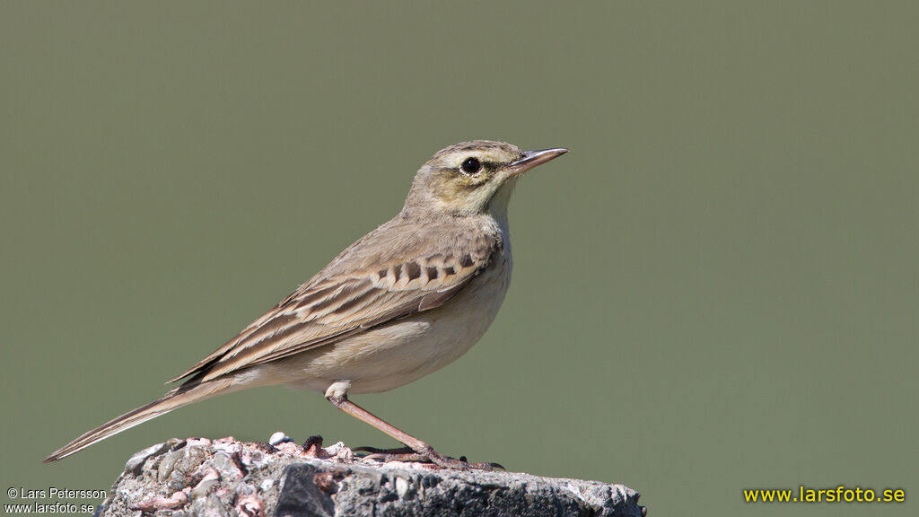 Pipit rousseline