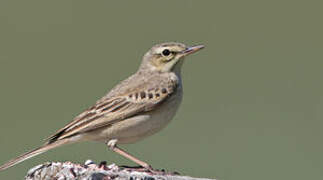 Pipit rousseline