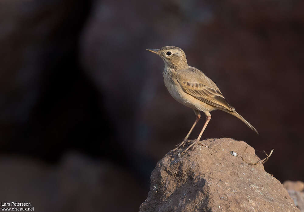 Pipit roussetadulte internuptial, identification