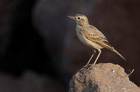 Paddyfield Pipit