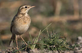 Paddyfield Pipit