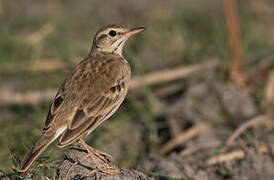 Paddyfield Pipit