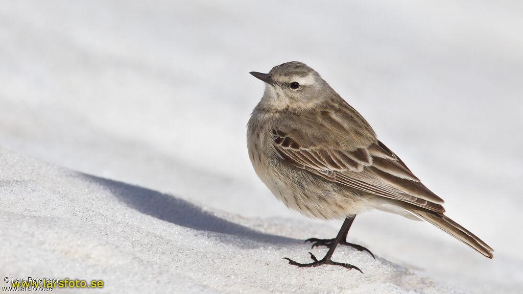 Water Pipit