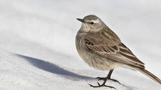 Water Pipit