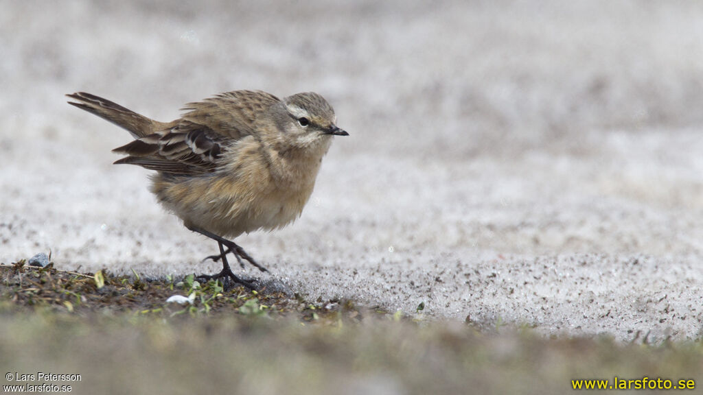 Water Pipit