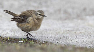 Water Pipit