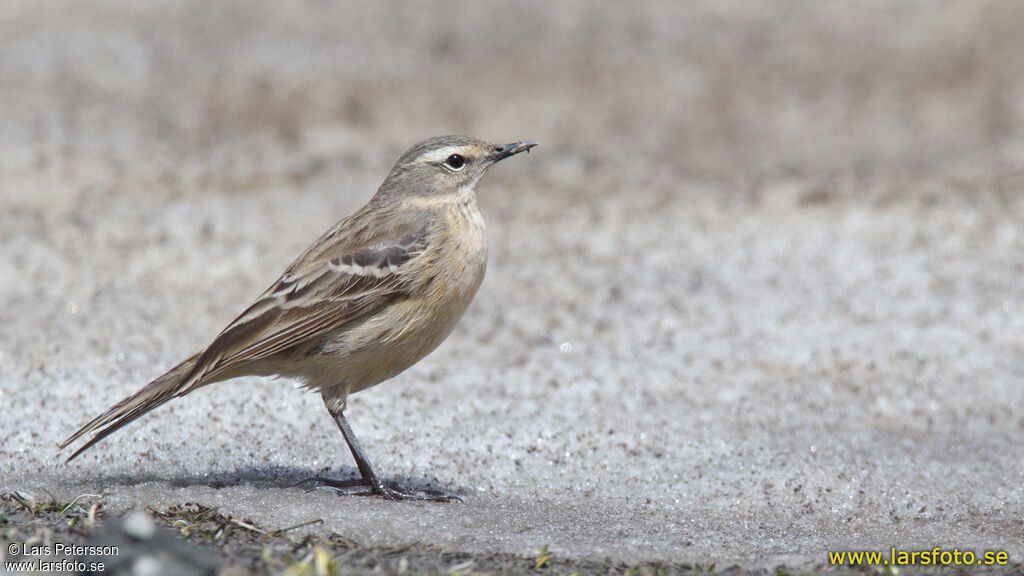 Pipit spioncelle