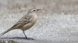 Water Pipit