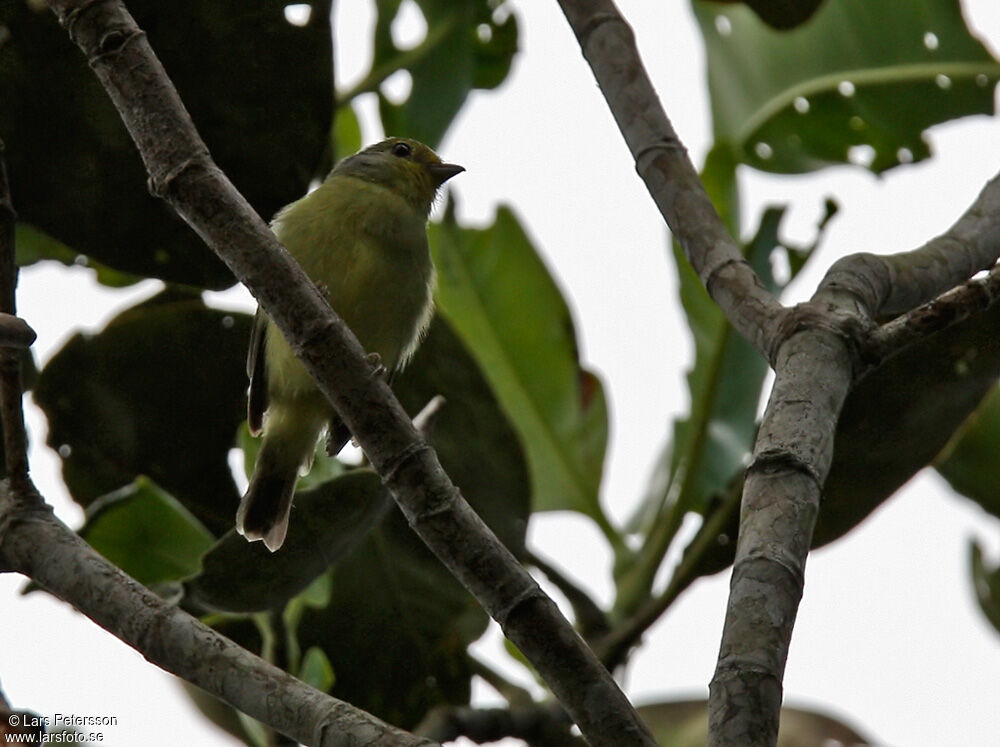 Wing-barred Piprites