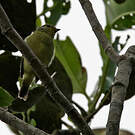 Piprite verdin