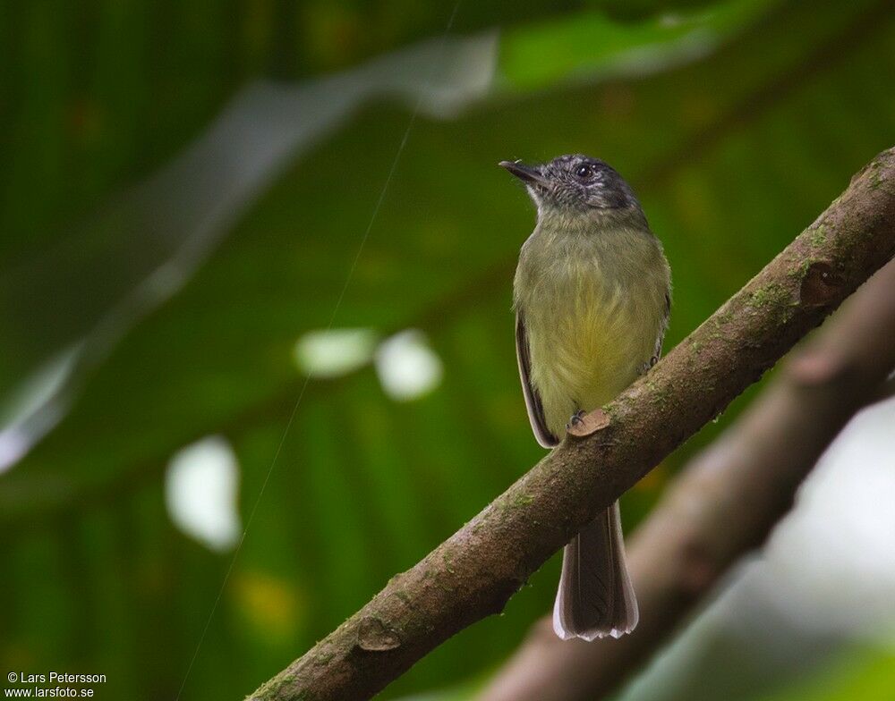 Slaty-capped Flycatcher