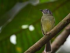 Slaty-capped Flycatcher