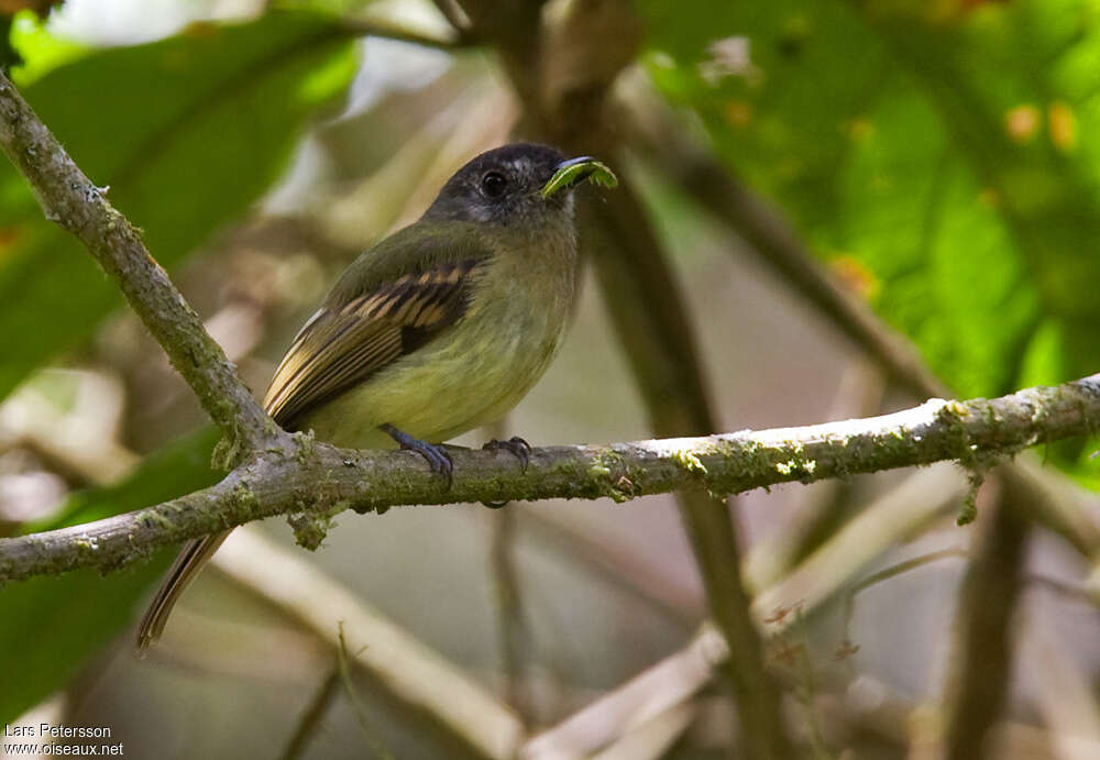 Inca Flycatcheradult, identification