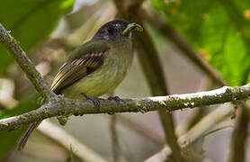 Inca Flycatcher