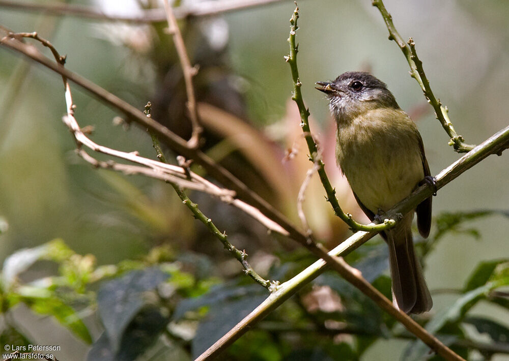 Inca Flycatcher